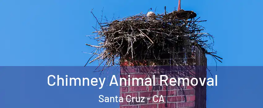 Chimney Animal Removal Santa Cruz - CA