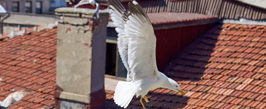 Residential Chimney Animal Removal Solution in Santa Cruz, CA