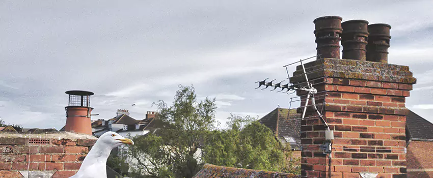 Chimney Cleaning And Restoration in Santa Cruz, California